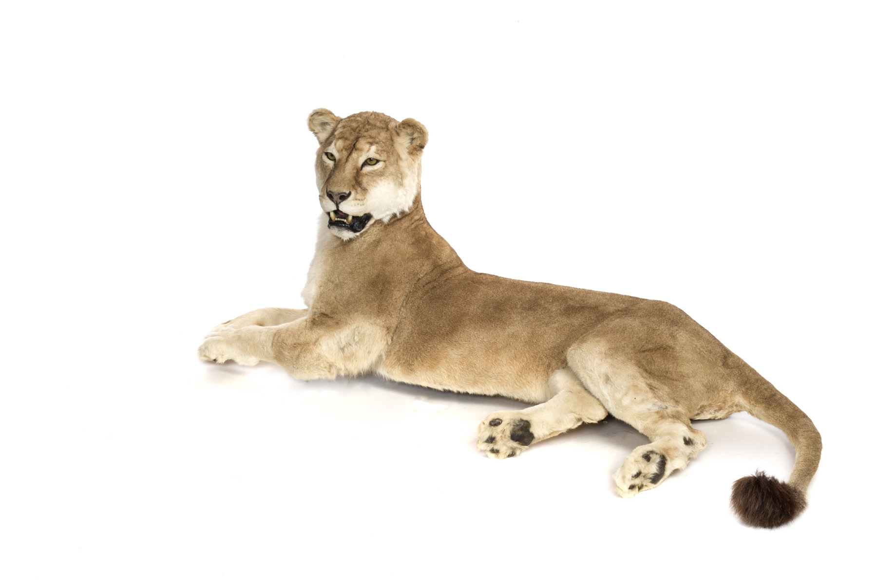 Taxidermy Rental Lion